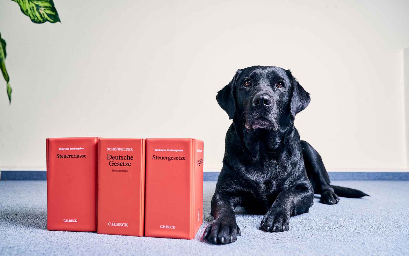 Gesetzbücher mit Hund